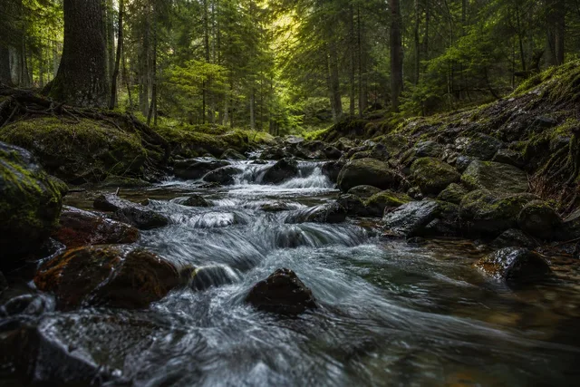 Low-Angle Forest Stream Rapids
