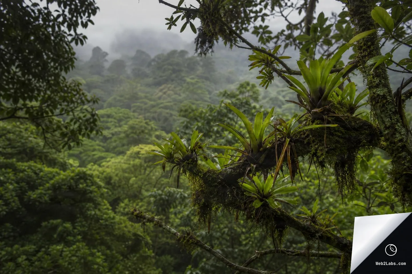 Moss-covered tree branch with several green epiphyte rosettes in the foreground, overlooking a dense rainforest canopy and misty, cloud-covered hills in the distance.