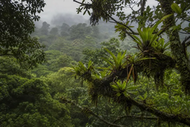 Epiphytes on Misty Rainforest Branch