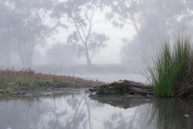 Foggy Pond Edge at Dawn
