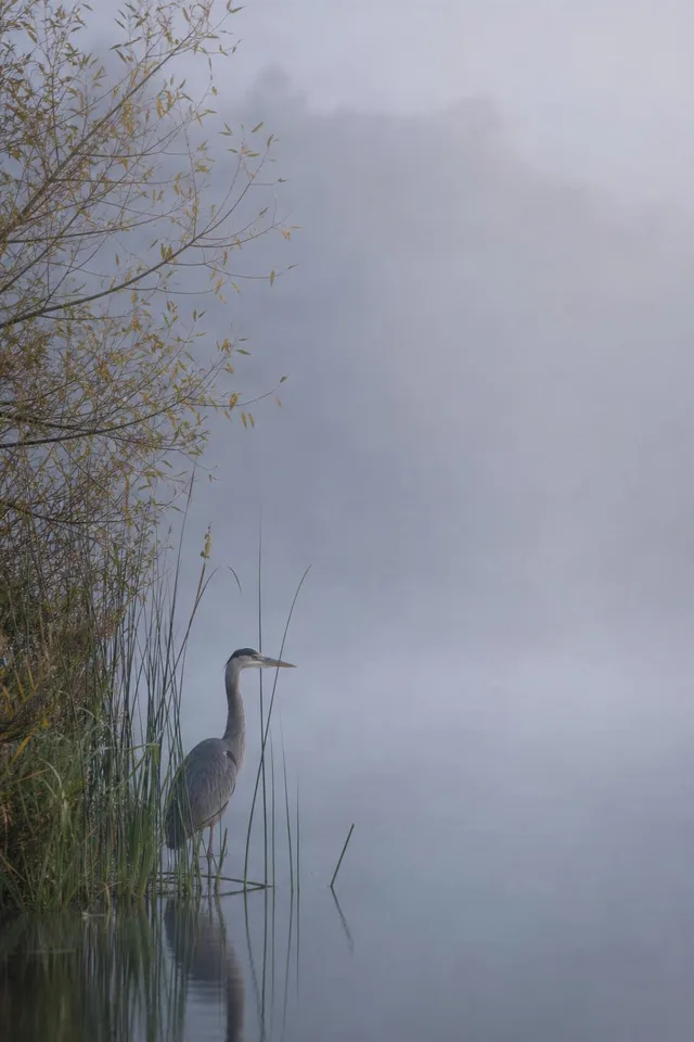 Heron in Foggy Morning Lake