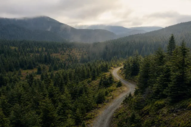 Elevated Forest Track Overview