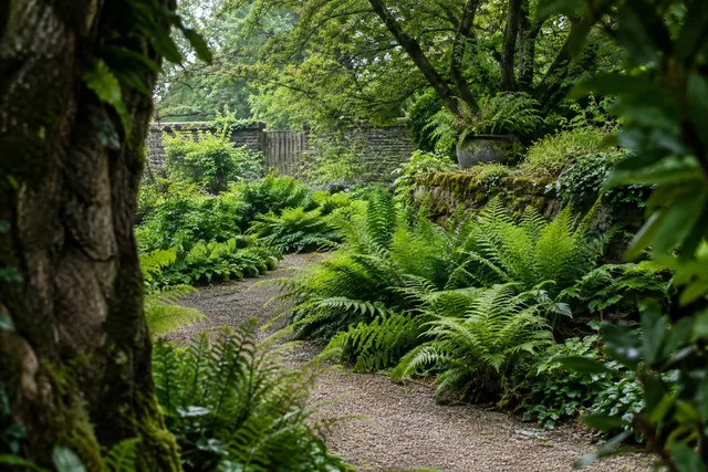 Fern-Lined Garden Path Framed