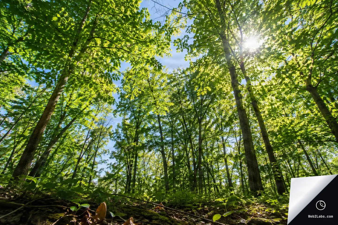Low-angle view from the forest floor looking up at tall trees and bright green leaves with the sun shining through the canopy against a blue sky.