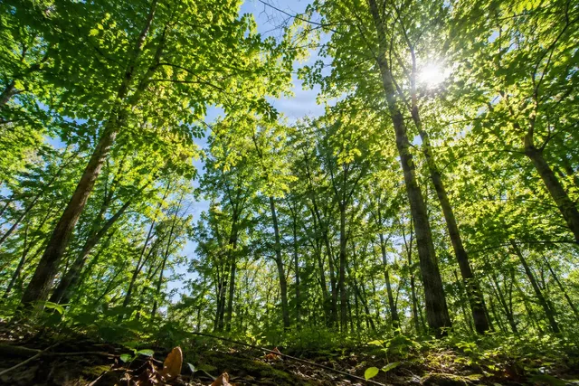 Sunlit Forest Canopy From Ground