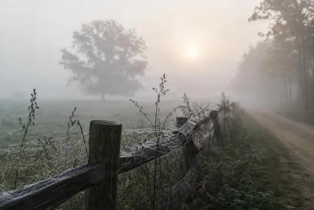 Foggy Sunrise Fence Detail