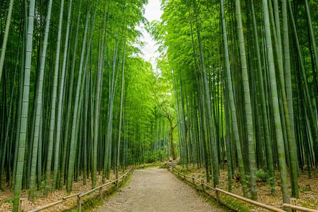 Bamboo Grove Pathway View