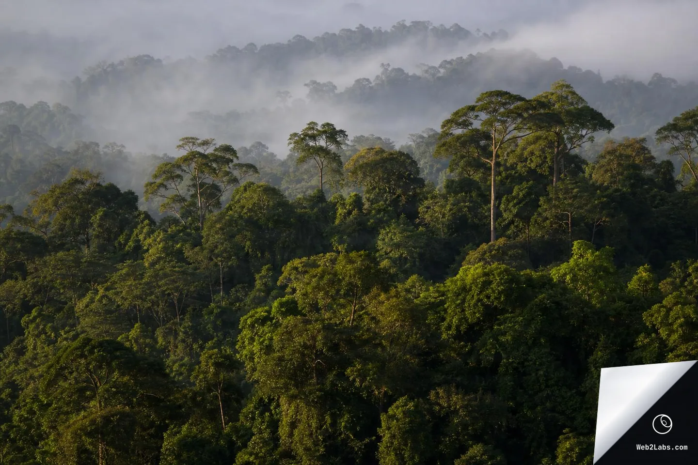 Horizontal view of dense green rainforest canopy with tall emergent trees and foggy hills in the background under soft early light.