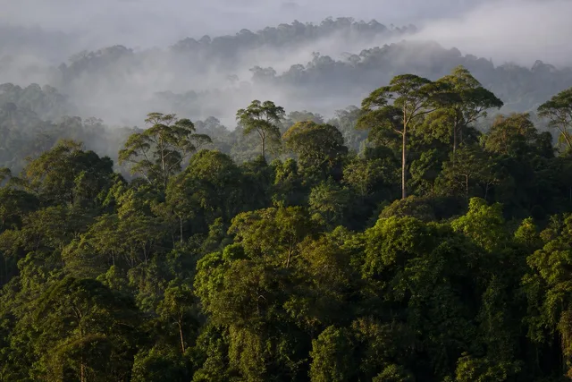 Misty Rainforest Canopy at Sunrise