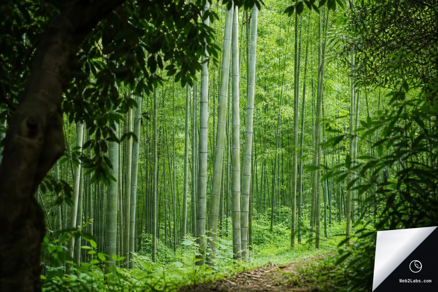 Tall bamboo stalks in a dense green grove, framed by out-of-focus leaves and a tree trunk at the edges, with a dirt path curving along the bottom right.
