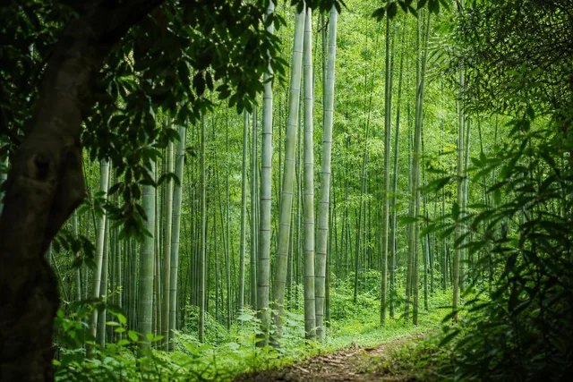 Framed Bamboo Grove Pathway