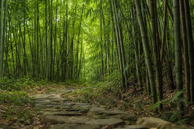 Stone Path Through Bamboo Grove