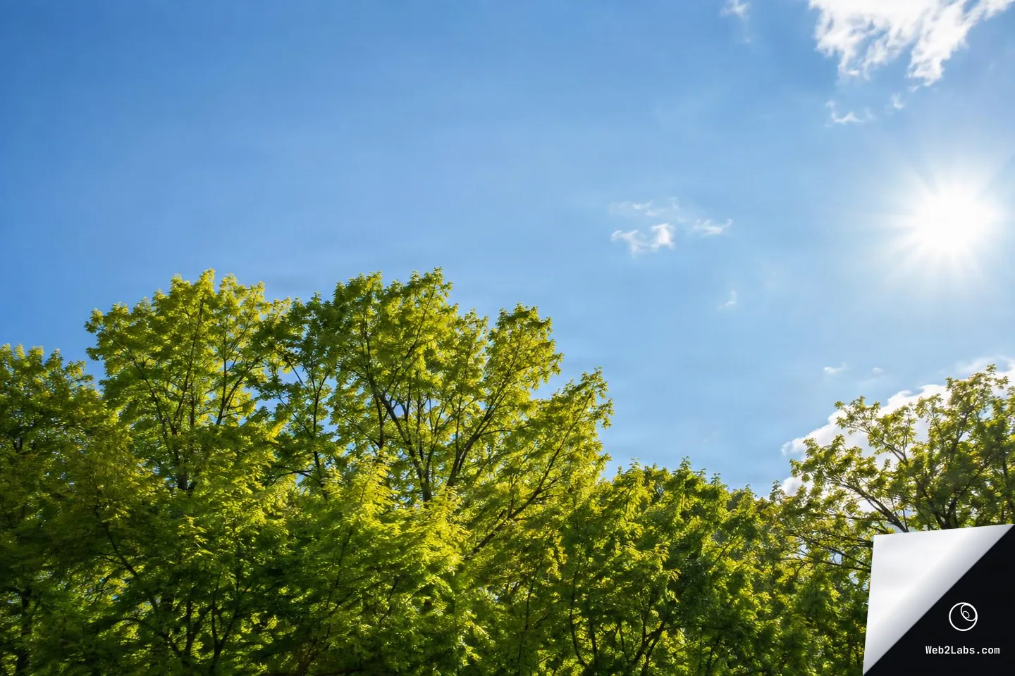 Upward view of sunlit green tree canopies against a wide blue sky with a bright sun and a few small clouds.