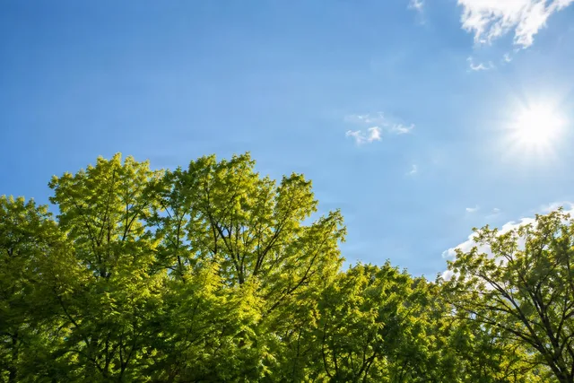 Sunlit Tree Canopy and Open Sky