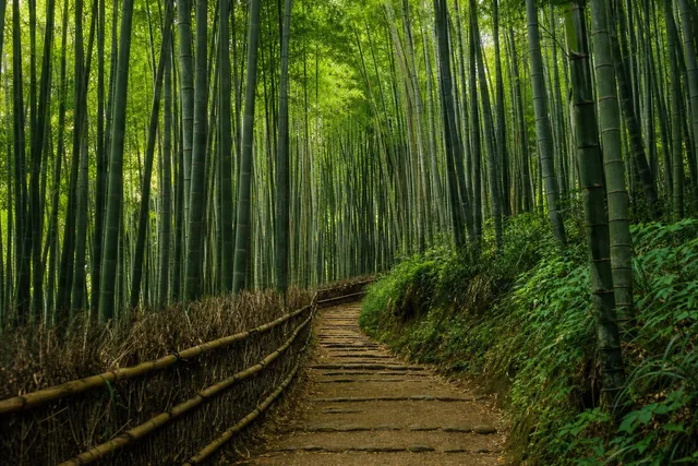 Bamboo Forest Path Leading Lines
