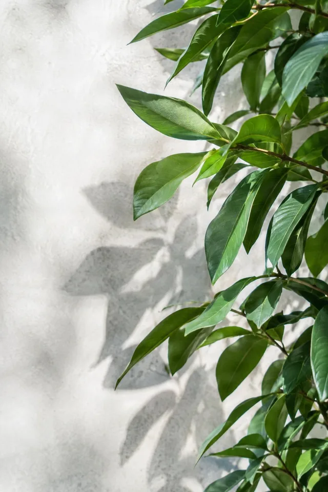 Sunlit Leaf Edge Background