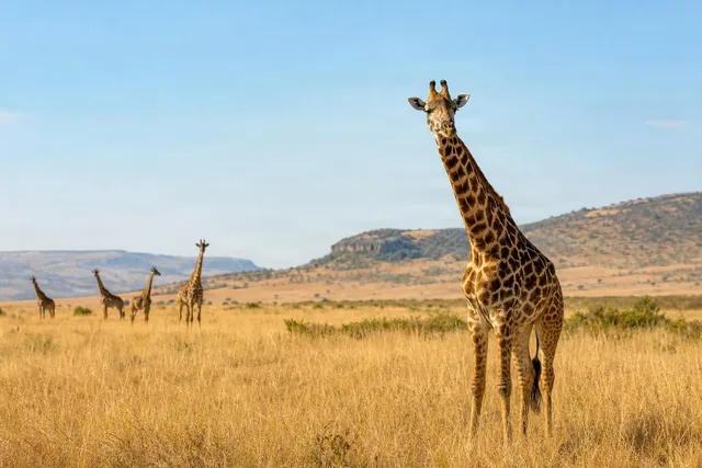 Giraffe in Open Savanna