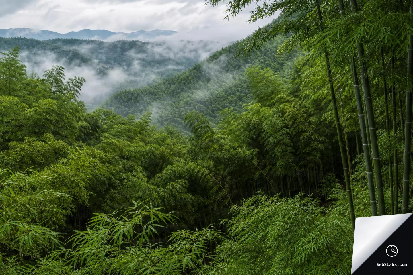Wide view of lush bamboo-covered hills with fog drifting through the valley and distant mountains under a cloudy sky, with tall bamboo stalks framing the right side.