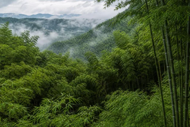 Misty Bamboo Valley Panorama