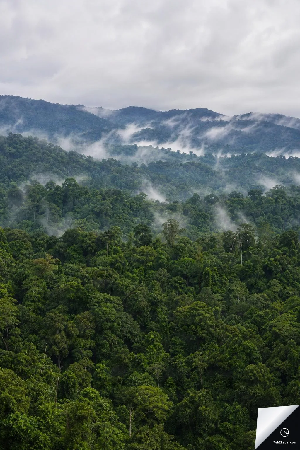 Vertical photo of lush green rainforest canopy covering layered hills, with white mist rising between ridgelines beneath a cloudy gray sky.