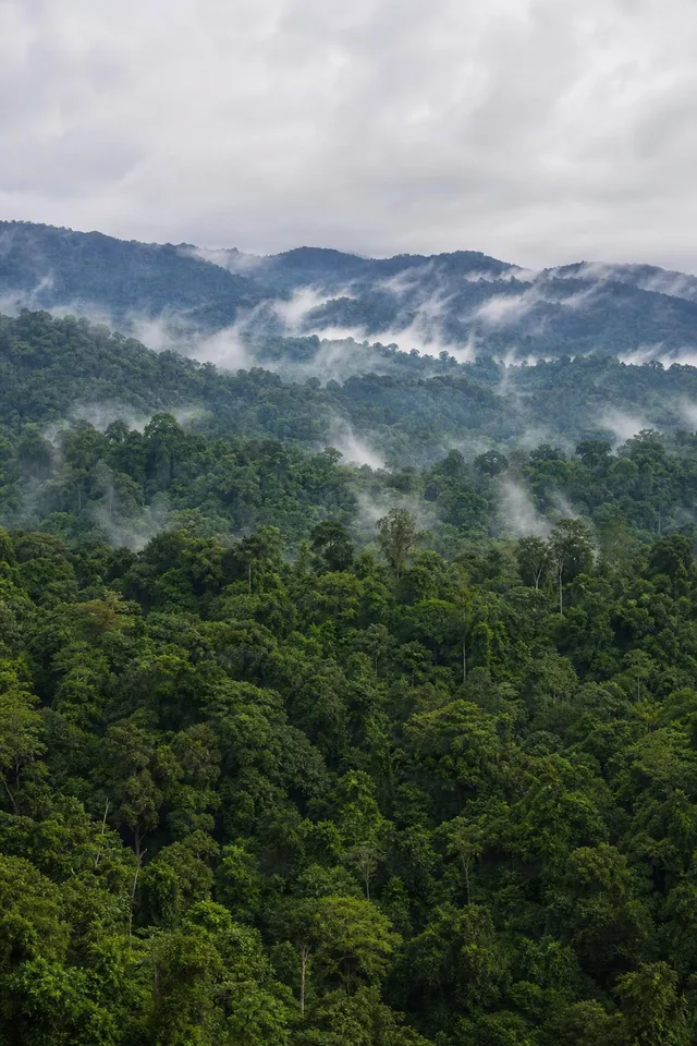 Misty Rainforest Canopy Hills