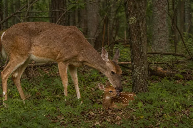 Doe Grooming Fawn in Woodland