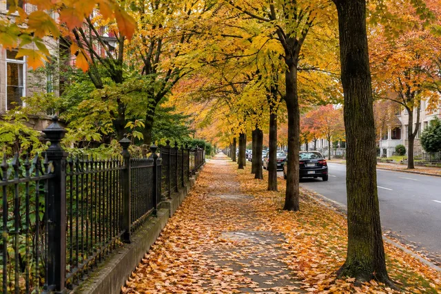 Tree-Lined Autumn Sidewalk Leading Line