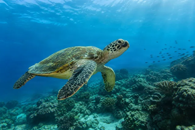 Sea Turtles Underwater (20 images)