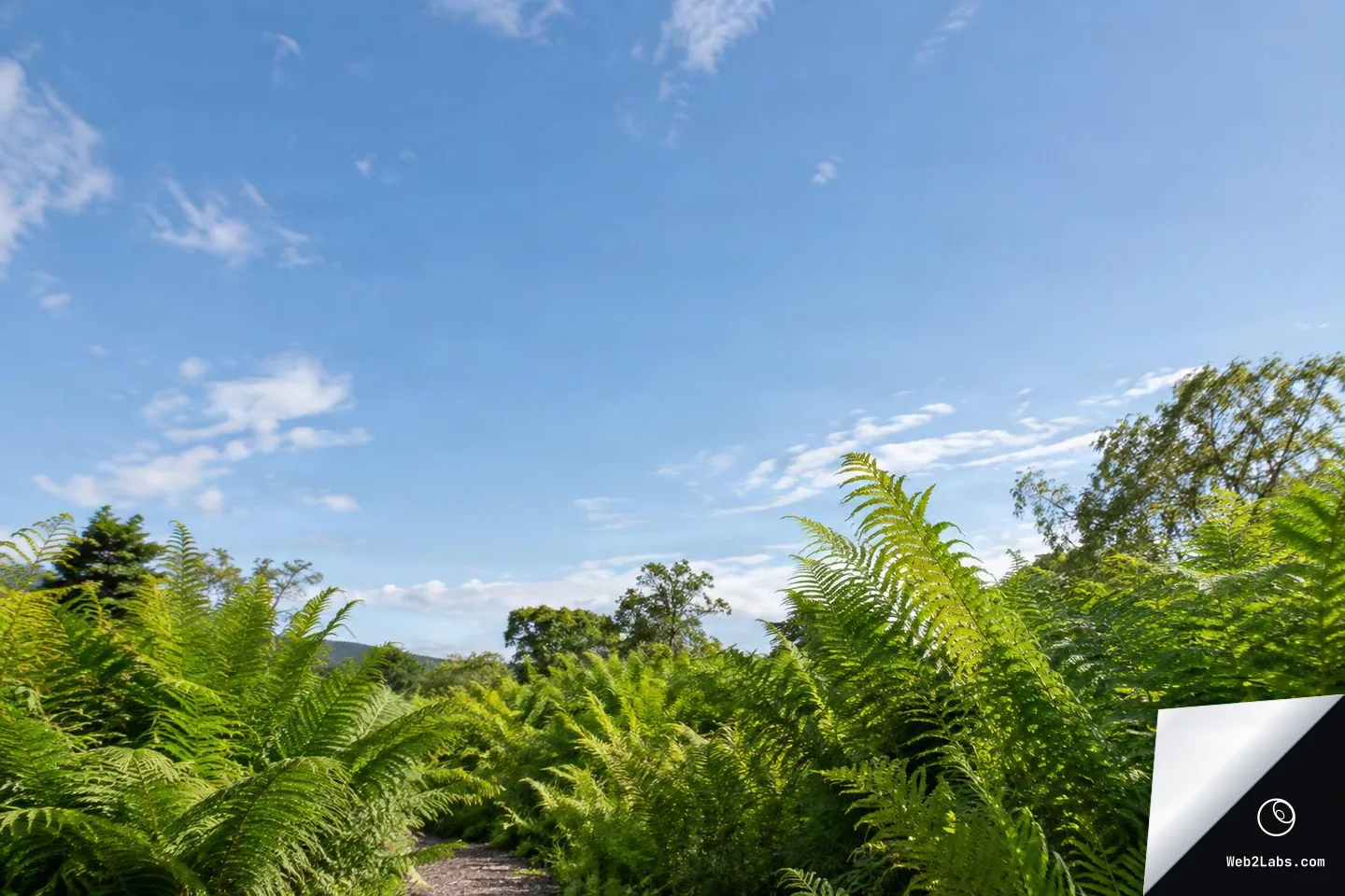 Dense green fern fronds surrounding a narrow path with trees in the distance under a wide blue sky with light clouds.