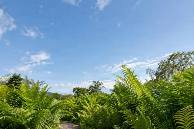 Fern Garden Under Open Sky