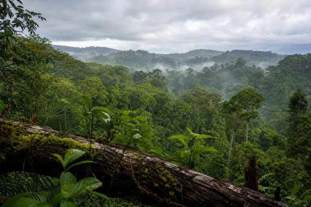 Misty Rainforest Canopy Vista
