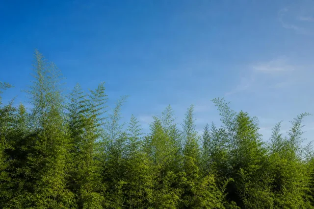 Bamboo Canopy Under Blue Sky