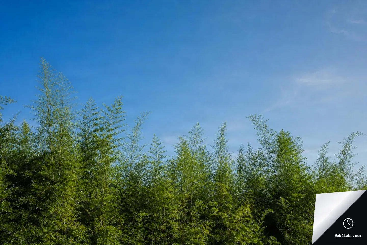 Bamboo Groves (20 images)