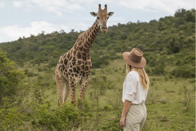 Giraffe Meets Safari Visitor