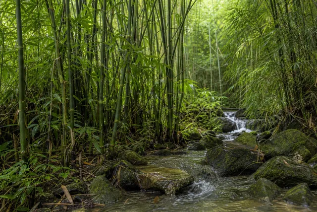 Bamboo Grove Stream Close-Up