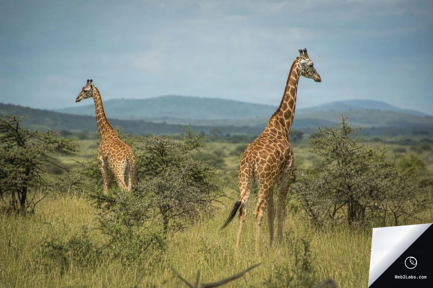 Two giraffes standing in tall grass among low shrubs on an African savanna, with distant hills under a lightly cloudy blue sky.