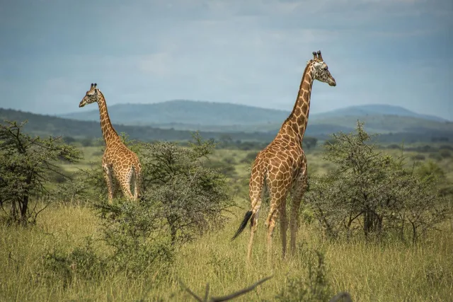 Two Giraffes on Open Savanna
