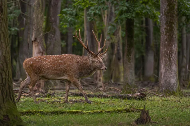Stag Walking Through Woodland