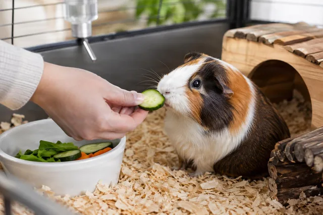 Feeding a Guinea Pig Fresh Cucumber