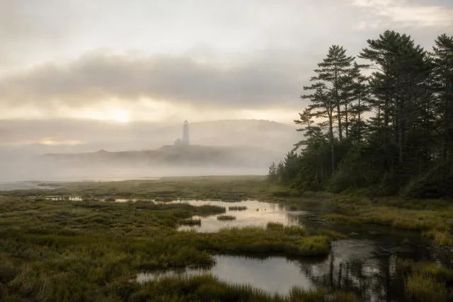 Foggy Sunrise Marsh Landscape