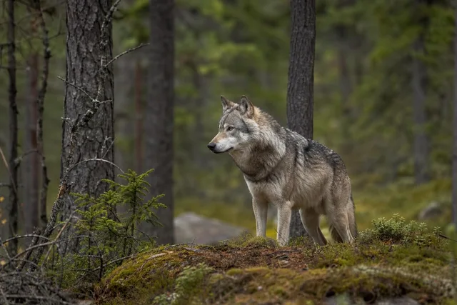 Gray Wolf Exploring Forest