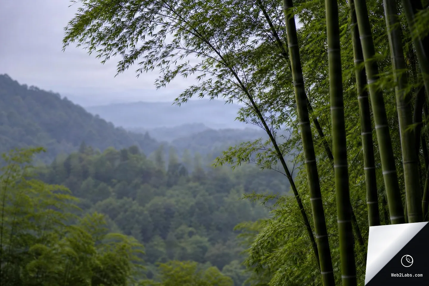 Dark green bamboo stalks and leafy branches on the right side of the frame with distant, misty forested hills layered across the background under an overcast sky.