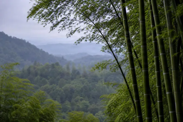 Bamboo Stalks with Misty Hills