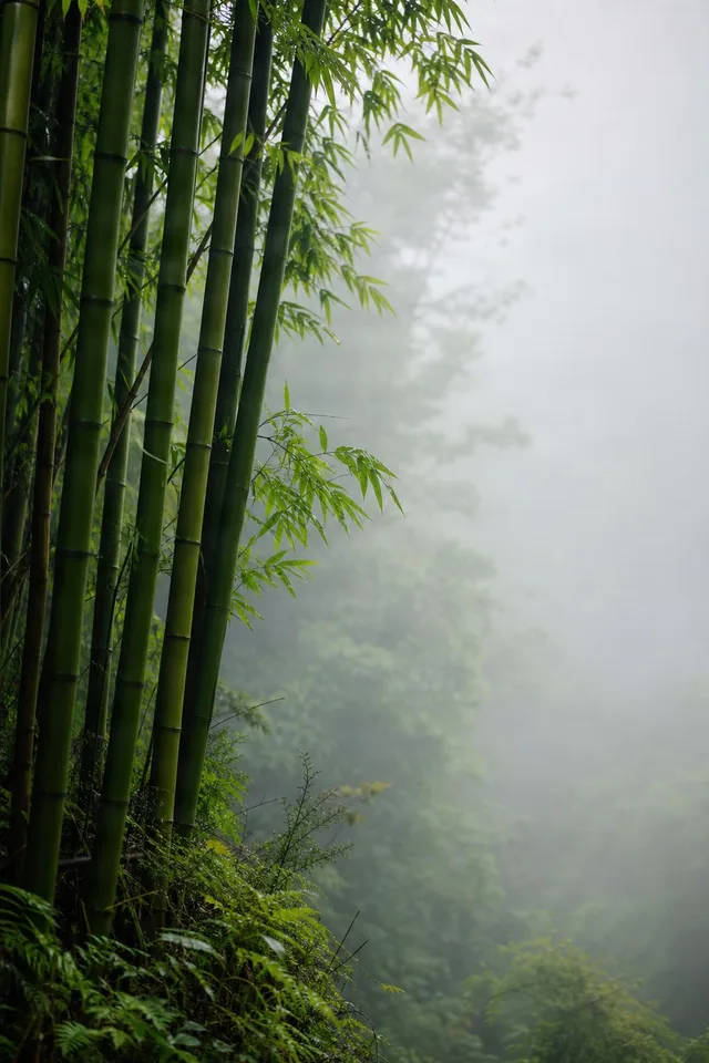 Misty Bamboo Grove With Copy Space