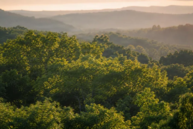 Golden Hour Forest Canopy Layers