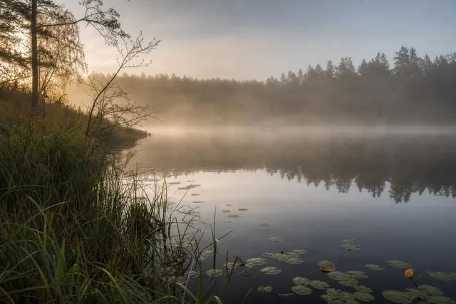 Misty Sunrise Over Forest Lake