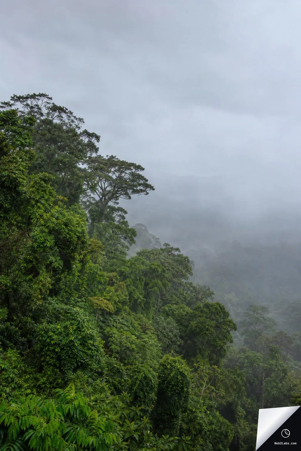 Lush green rainforest canopy on the left with tall emergent trees, fading into misty forested hills under an overcast gray sky with open space on the right.