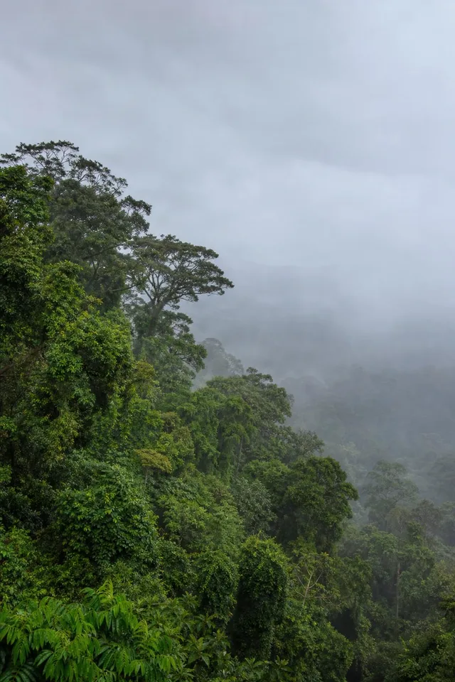 Misty Rainforest Canopy with Copy Space