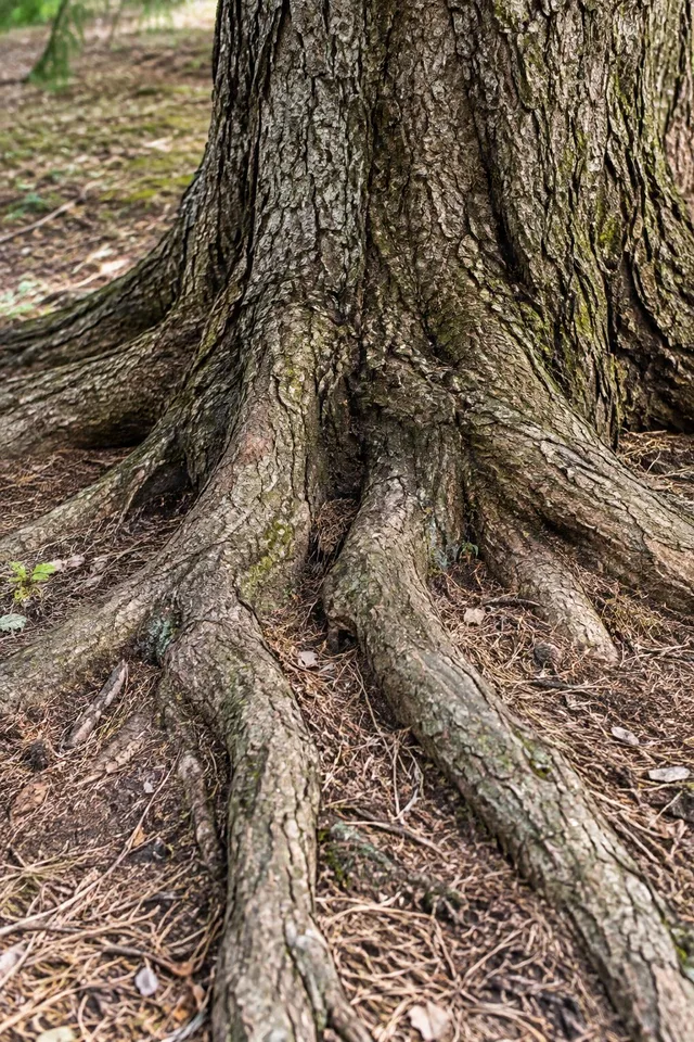 Tree Trunk Roots Geometry