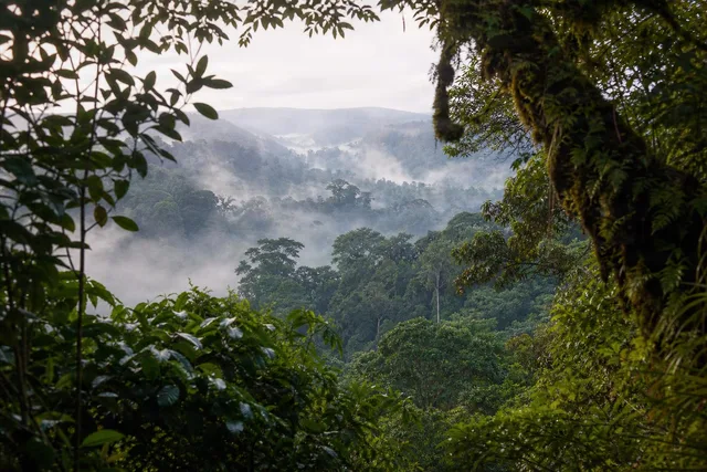 Misty Rainforest Canopy Vista